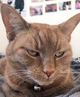 ginger cat face with bell on collar
